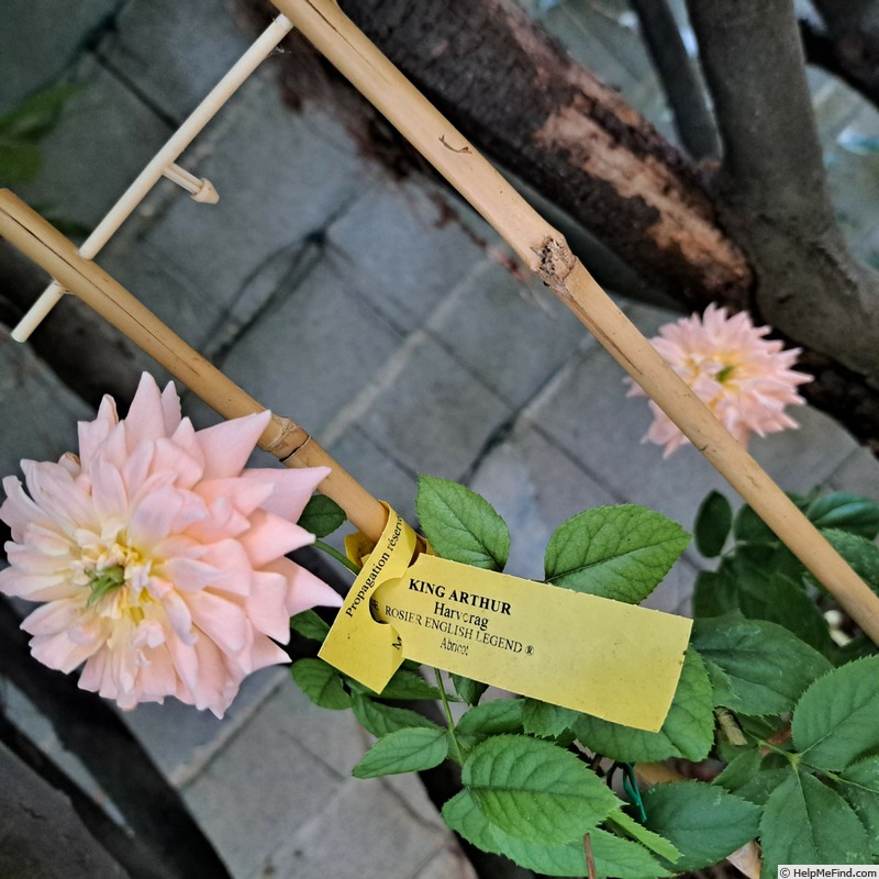 'King Arthur ® (floribunda, Harkness, 1988)' rose photo