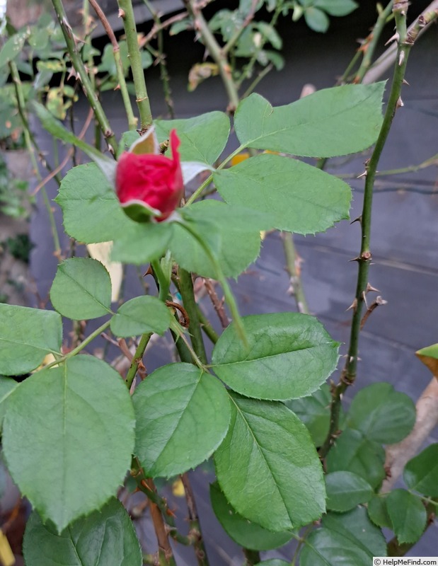 'Ruban Rouge ® (shrub, Meilland 2012)' rose, click to enlarge 'Ruban Rouge ® (shrub, Meilland 2012)' rose photo