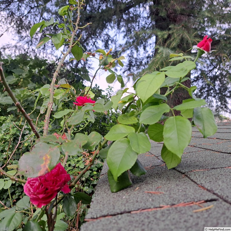 'Ruban Rouge ® (shrub, Meilland 2012)' rose photo
