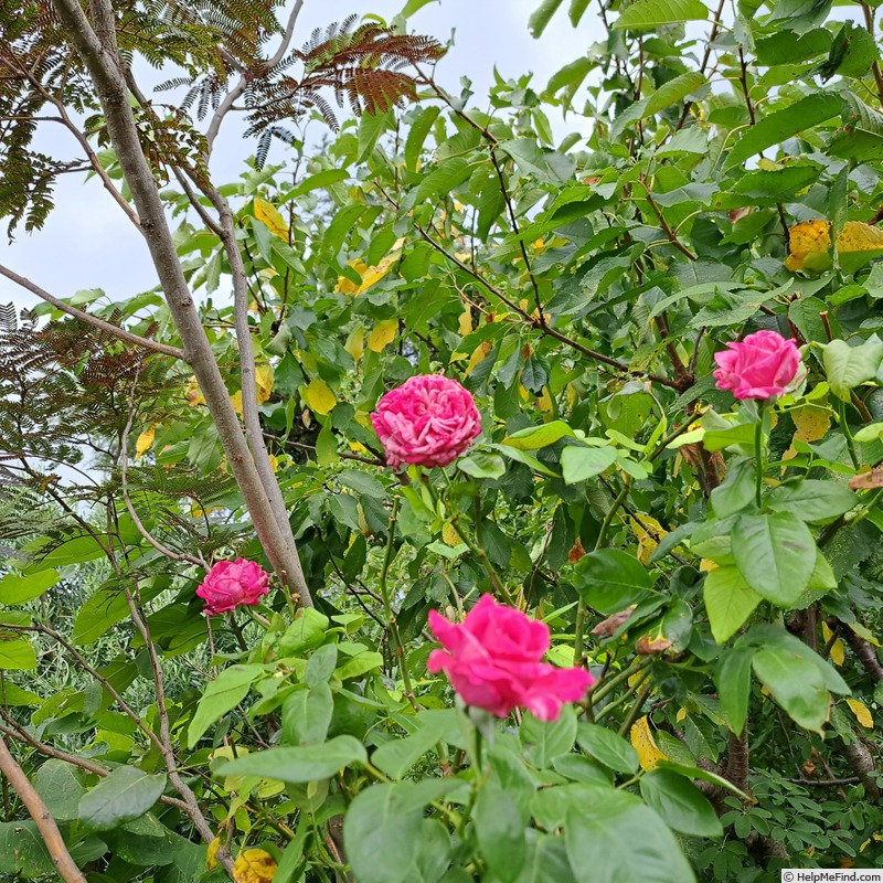'Easy Fashion ®' rose photo