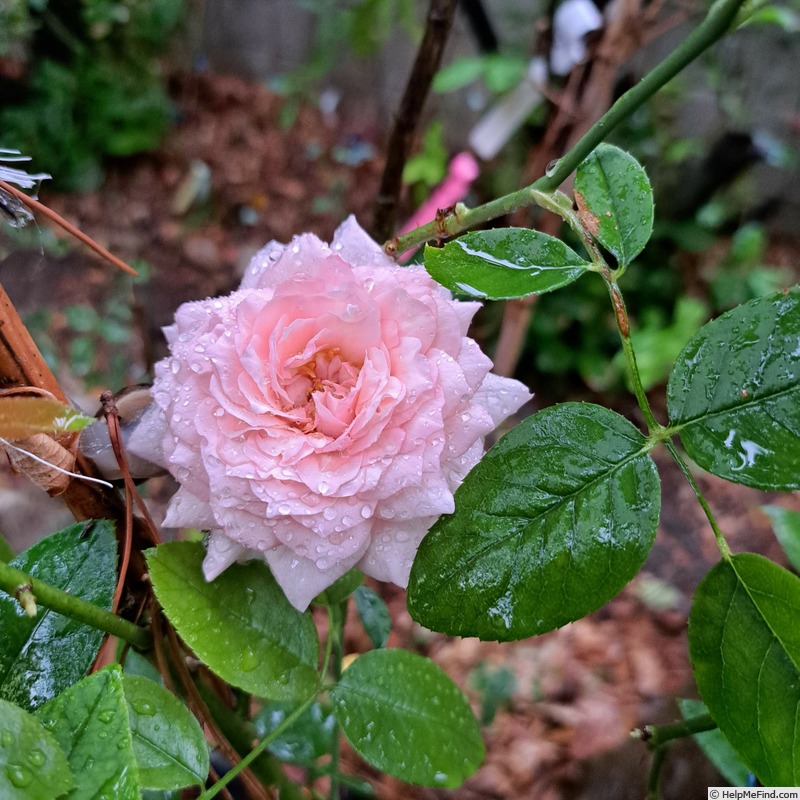 'Catherine Meurisse ®' rose photo