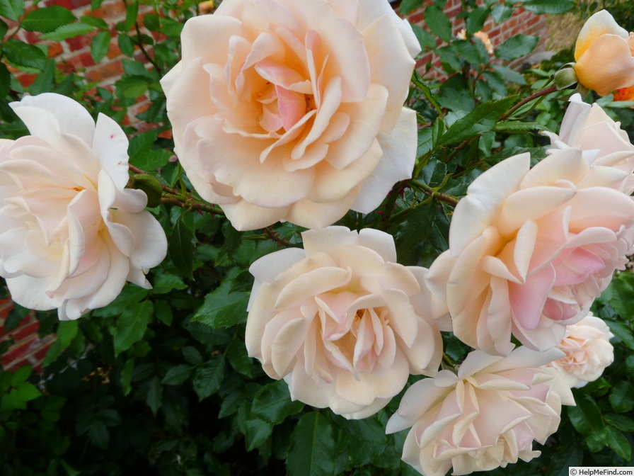 'Sweet Honey ® (floribunda, Kordes 2004/15)' rose photo