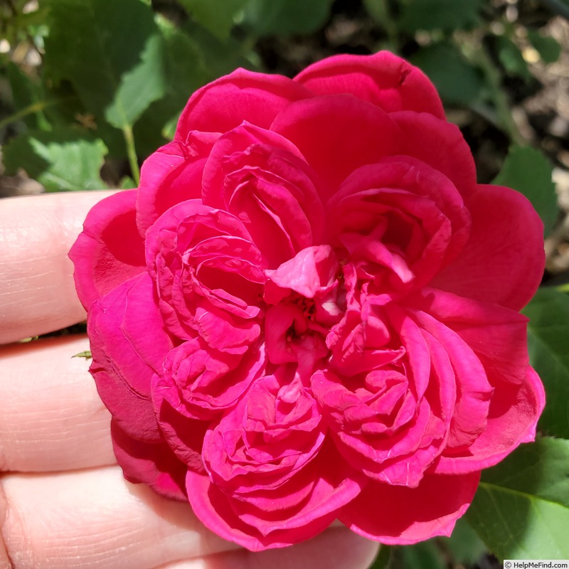 'Eugène de Beauharnais (bourbon, Hardy 1838)' rose photo