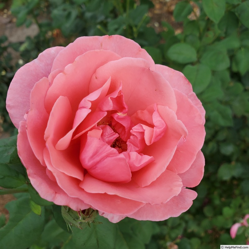 'Dee-Lish' rose photo