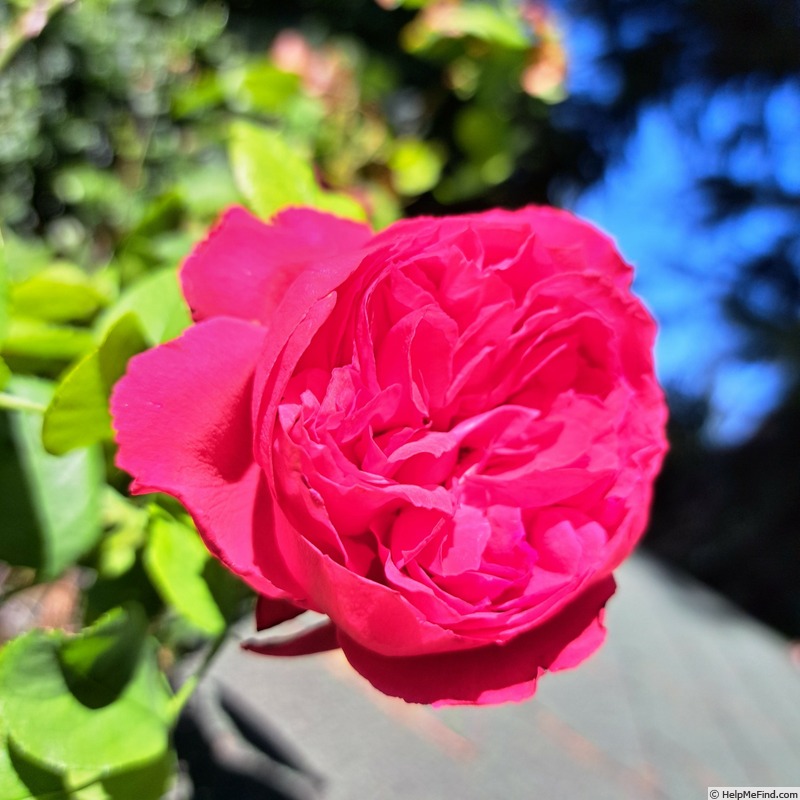 'Ruban Rouge ® (shrub, Meilland 2012)' rose photo