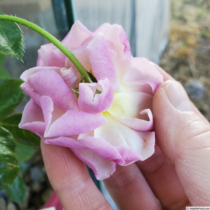 'Blue River (hybrid tea, Kordes, 1973)' rose photo
