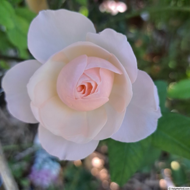 'Pear™' rose photo