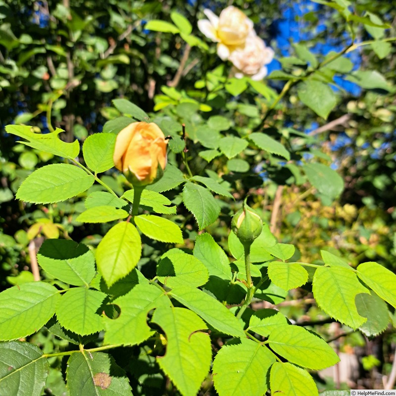 'Bathsheba' rose photo