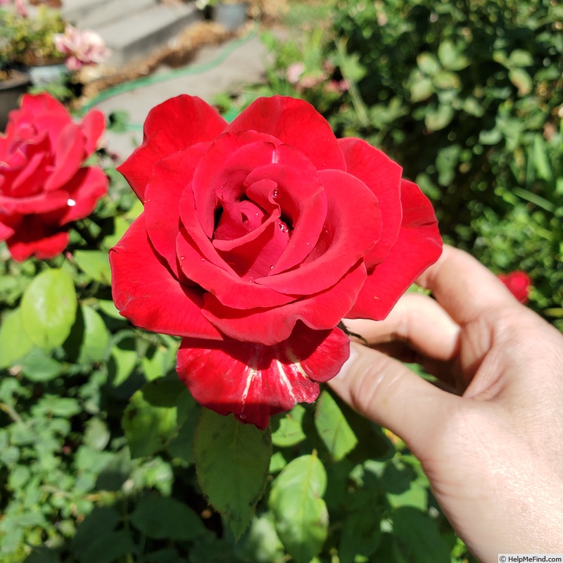 'Olympiad ™ (hybrid tea, McGredy 1972)' rose photo