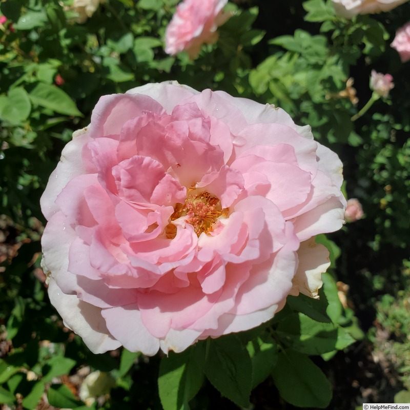 'Beverly ®' rose photo