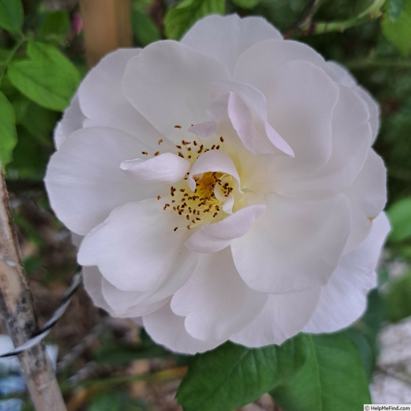 'Pear™' rose photo