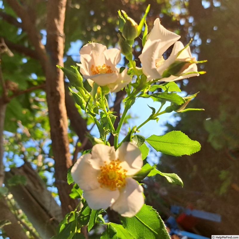 'Champs-Elysées ® (floribunda, Meilland 2013/21)' rose photo