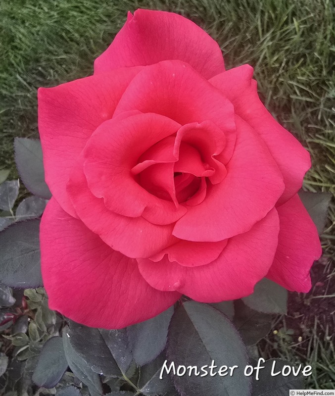 'Monster of Love' rose photo