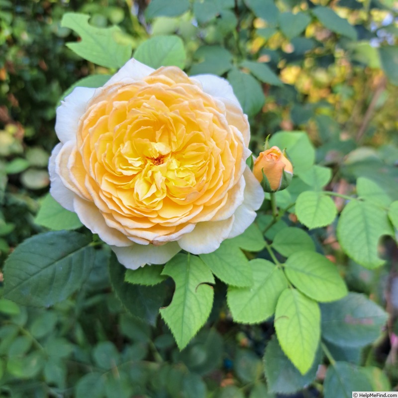 'Bathsheba' rose photo