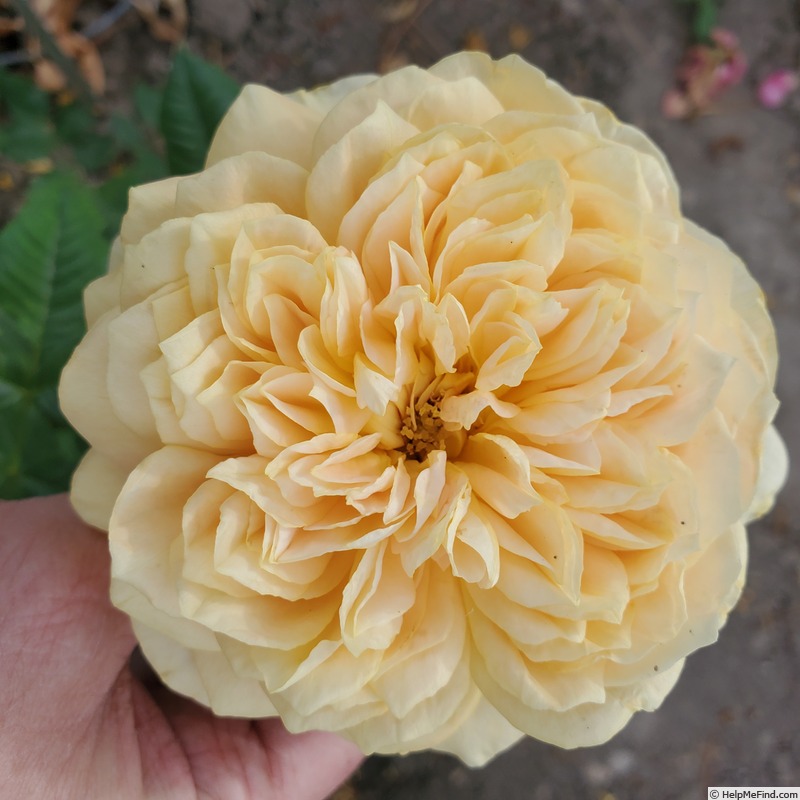 'Golden Zest ™' rose photo