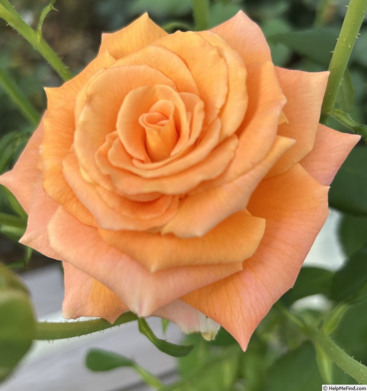 'Caribbean ™' rose photo