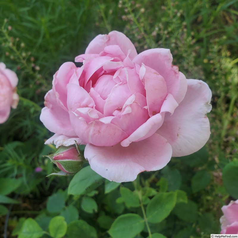 'Madame Caroline Testout (Hybrid Tea, Pernet-Ducher, 1887)' rose photo