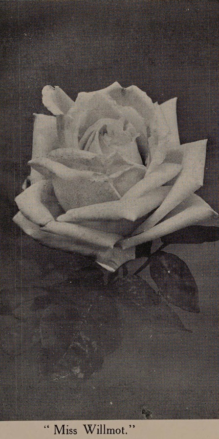 'Miss Willmott (hybrid tea, McGredy, 1916)' rose photo