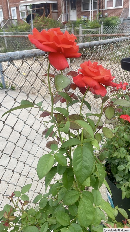 'Las Vegas (hybrid tea, Kordes, 1972)' rose photo