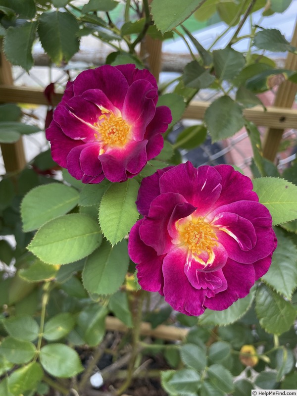 'Stormy Weather (LCl, Orard 2010)' rose photo