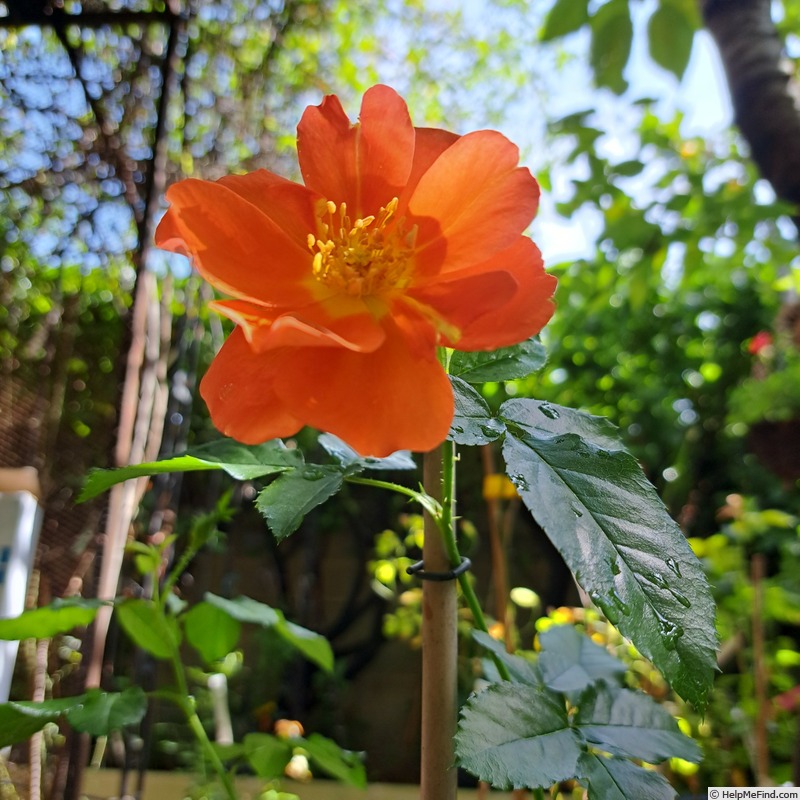 'Havanna ® (floribunda, Spek 2013)' rose photo
