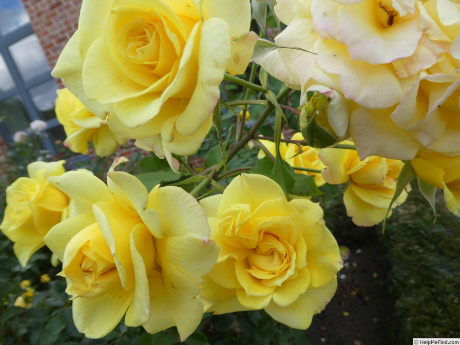 'Sterntaler ®' rose photo