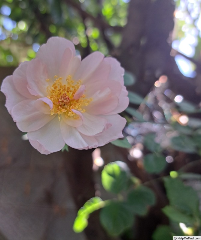 'Scarborough Fair' rose photo