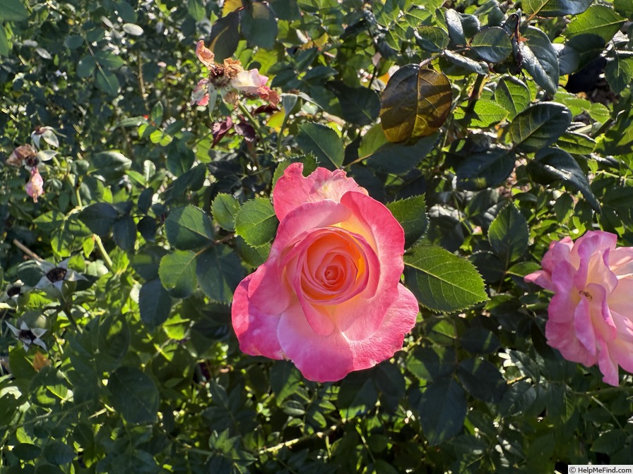 'True Bliss™' rose photo