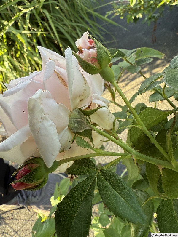 'Jean Lafitte' rose photo