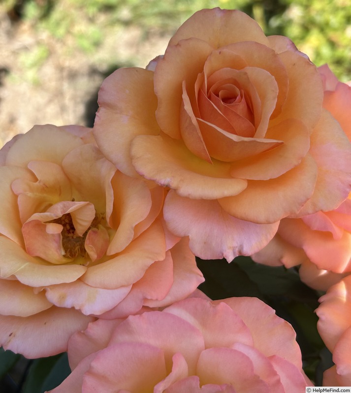 'Out of Africa' rose photo