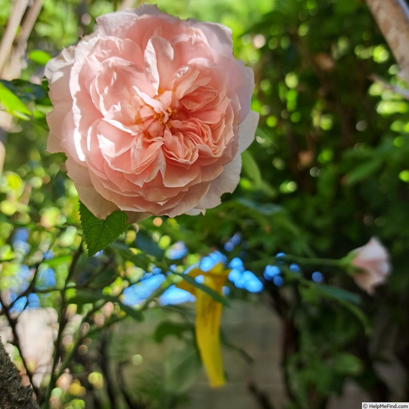 'Château de Barbeyrolles' rose photo