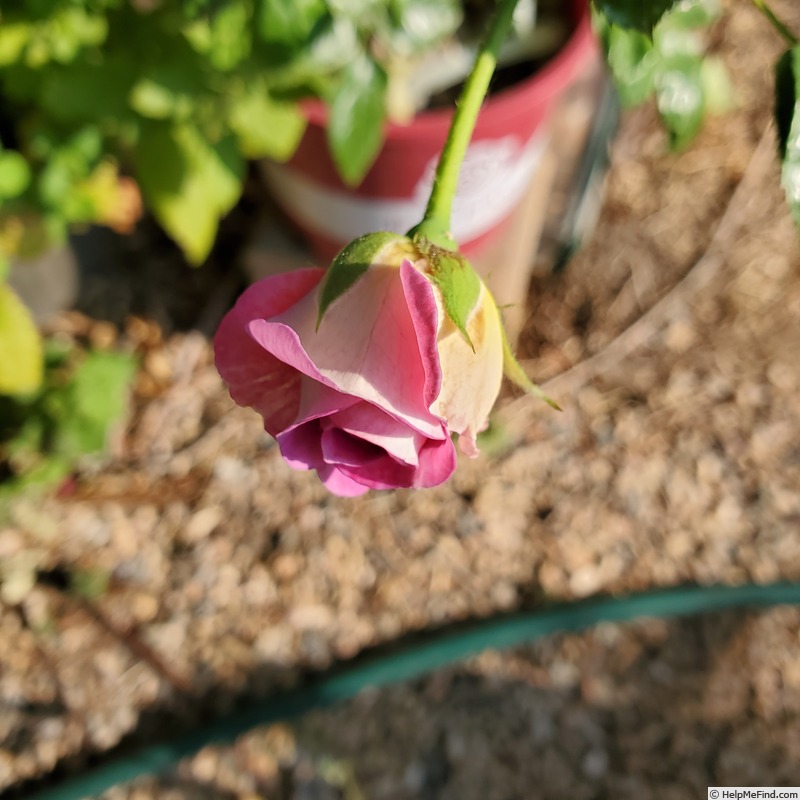 'Blue River (hybrid tea, Kordes, 1973)' rose photo