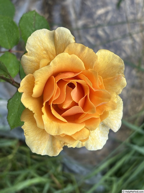 'Rise Up Amberness™' rose, click to enlarge 'Rise Up Amberness™' rose photo