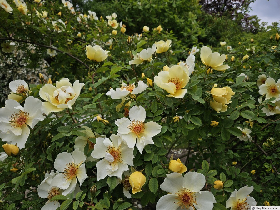 'Aïcha' rose photo