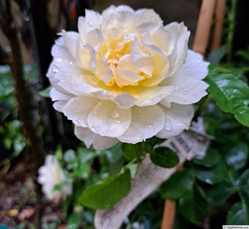'Imogen (shrub, Austin 2016)' rose photo