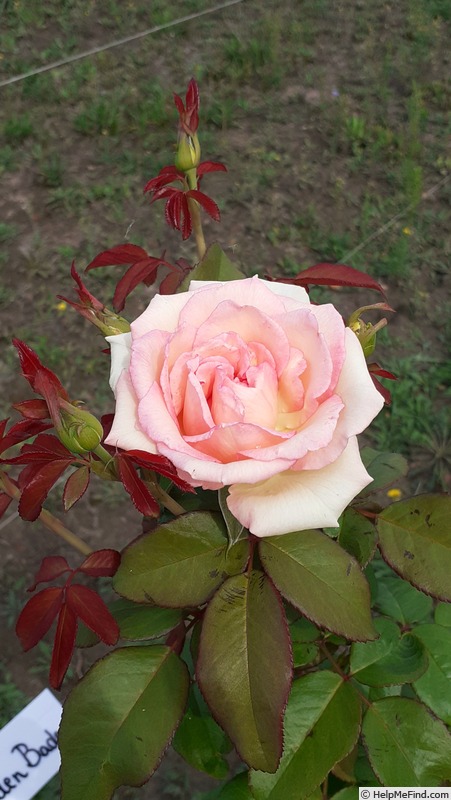 'Souvenir de Baden-Baden ®' rose photo