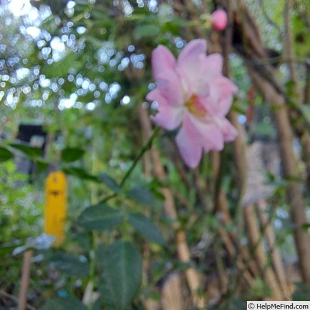 'Satina (patio, Evers/Tantau, 1992)' rose photo