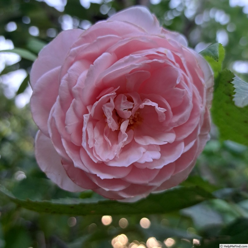 'Nahéma' rose photo