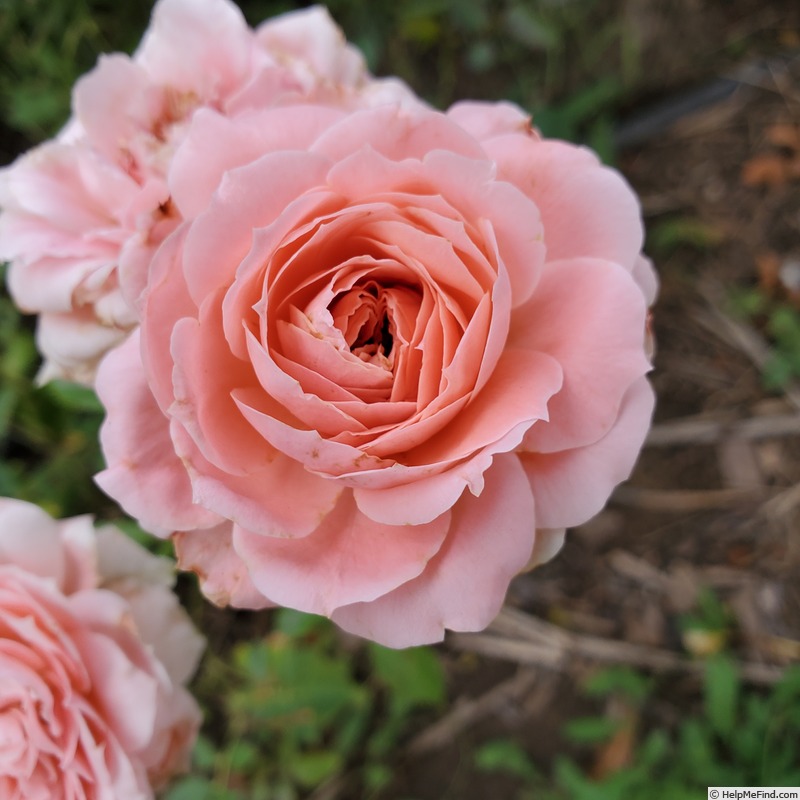 'Precious Dream' rose photo