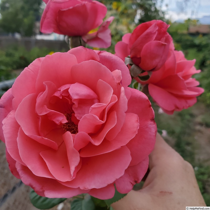 'Dee-Lish' rose photo