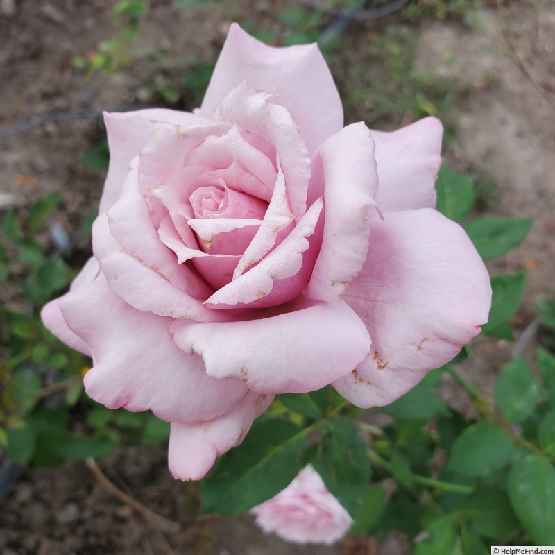 'Lady X' rose photo