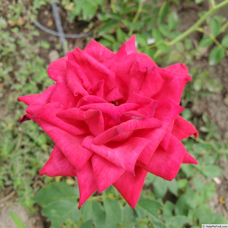 'Bob Hope' rose photo