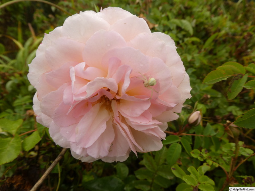 'Stanwell Perpetual (Spinosissima, Lee before 1821)' rose photo