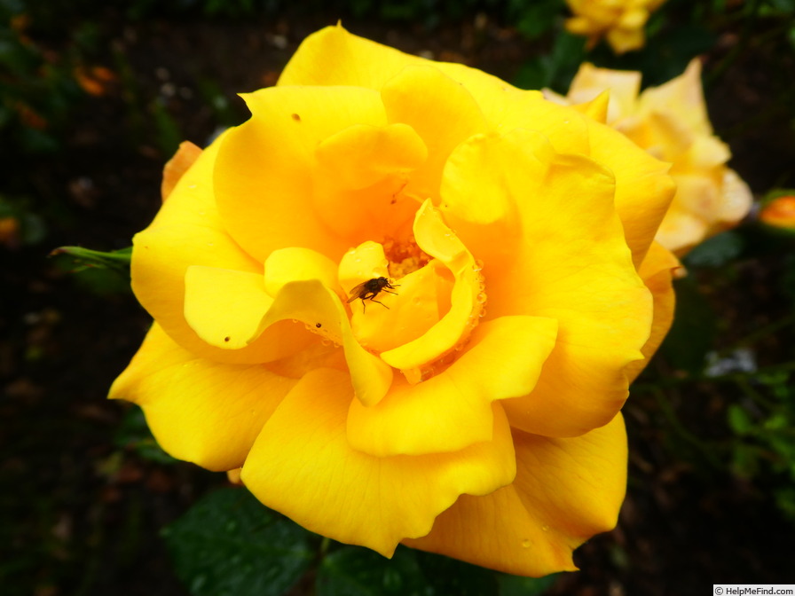 'Goldmarie '84' rose photo