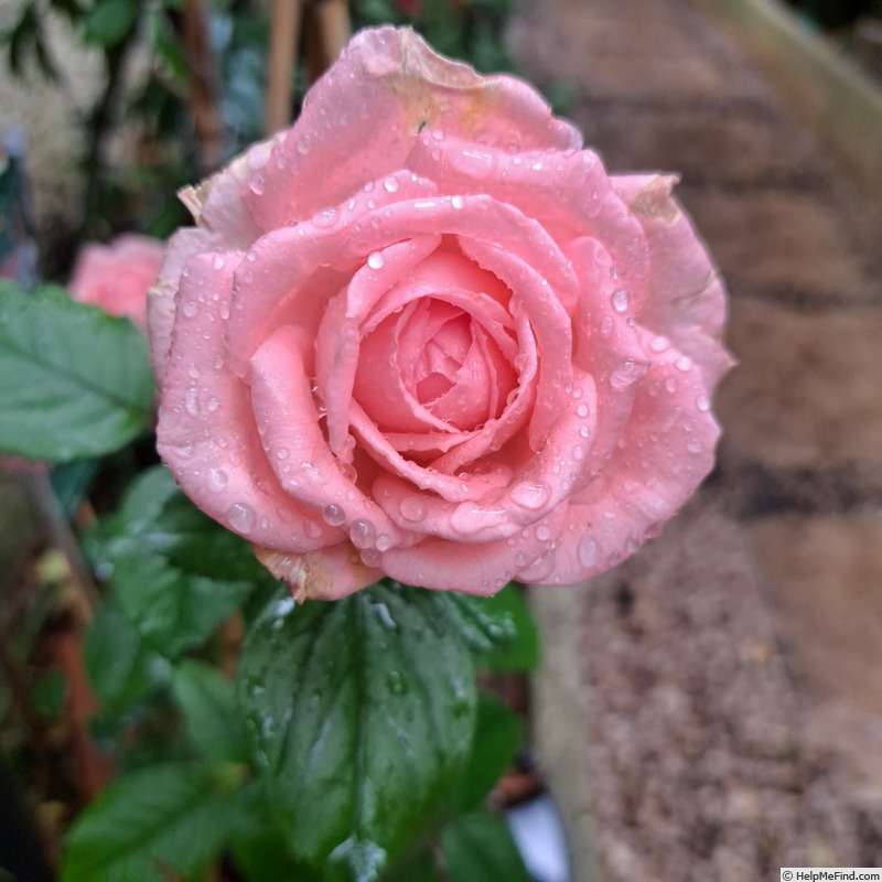 'Fragonard ®' rose, click to enlarge 'Fragonard ®' rose photo
