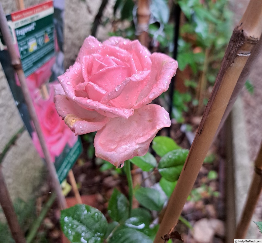 'Fragonard ®' rose, click to enlarge 'Fragonard ®' rose photo