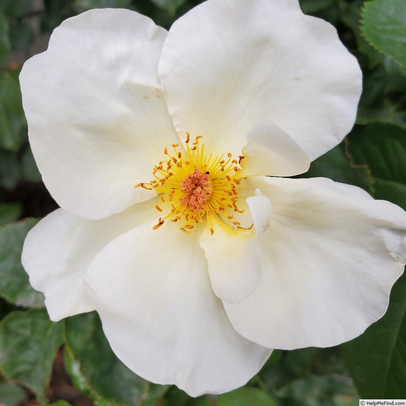 'Sunshine Daydream' rose photo