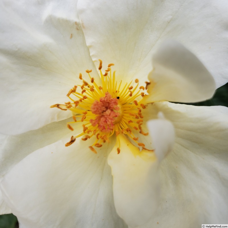 'Sunshine Daydream' rose photo