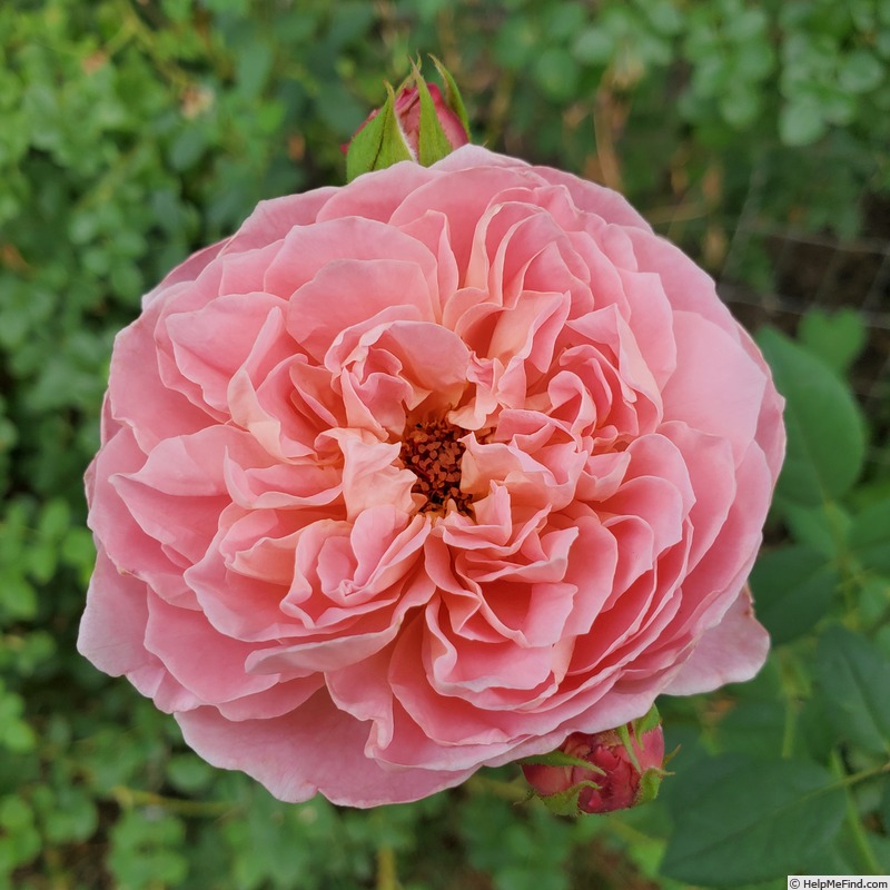 'April Love ™' rose photo