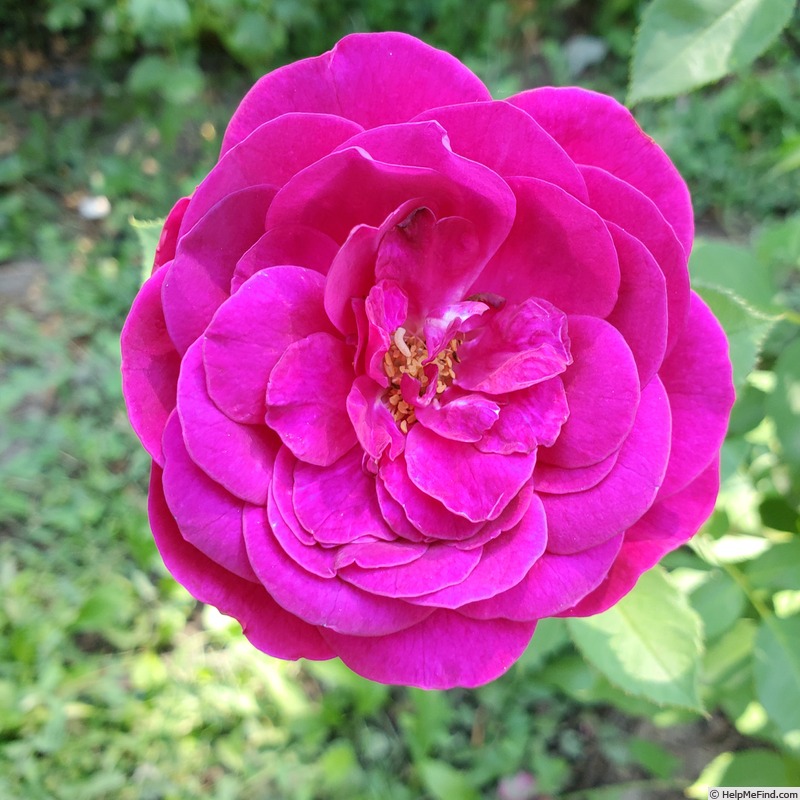 'Celestial Night ™' rose photo